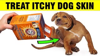 How To Treat Itchy Dog Skin at Home Naturally [upl. by Lonni]