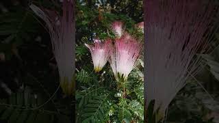 CALLIANDRA flors floweringplant flowers flor flowergarden [upl. by Sybila]