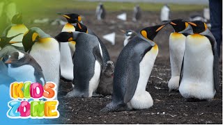 Species of Penguins for Kids  All 18 Penguin Species  Most Recognized Species of Penguins [upl. by Penoyer]