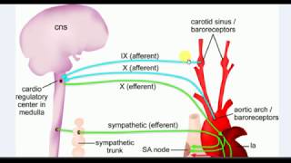 Physiology  1  BARORECEPTOR REFLEX [upl. by Perni468]