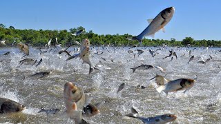 Amazing aquaculture farm  Harvesting hundreds of tons of commercial fish in the pond [upl. by Eiknarf]