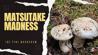 Mushroom Hunting  Matsutake [upl. by Atsyrc]