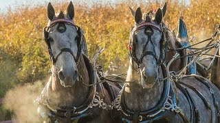 Amazing Horse  Percheron [upl. by Drislane903]