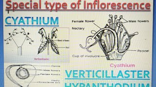 Special types of Inflorescence Cyathium Verticillaster Hypanthodium [upl. by Krishna]