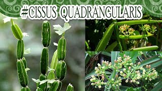 Suculentadodia  Cissus Quadrangularis [upl. by Lasorella948]