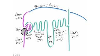 Nephron Anatomy [upl. by Hluchy]