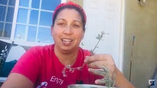 Lavender Pruning and Propagating From Cuttings  Organically Ann [upl. by Saul]