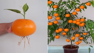 How to grow Persimmon tree from banana for beginners [upl. by Euphemia]