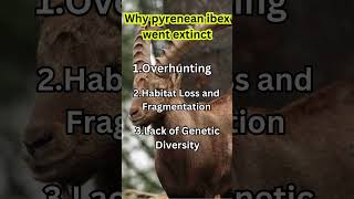 Why Pyrenean ibex went extinct wildlife fact [upl. by Gardia]