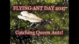 ❗❗ Flying Ant Day 2017 ❗❗ How To catch a Queen Ant❗❗ Lasius Niger and Myrmica Rubra [upl. by Nichani]