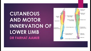 Dermatomes of Lower Limb [upl. by Vaden]