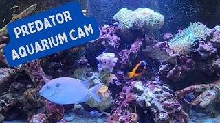 3 Hours of Fish Tank Cam  Soothing amp Relaxing ASMR  The NICHE Lady Critter Cam [upl. by Aed]