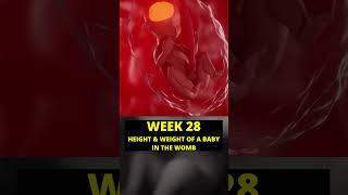 28 weeks pregnant  7 months of pregnancy  baby growth in pregnancy  week by week pregnancy [upl. by Aihseket866]