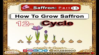 Saffron Crocus sativus part 15  How To Grow Saffron ➡️12 Cycle [upl. by Abbye]