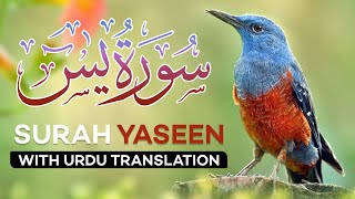 Surah Yasin  Yaseen  with Urdu Translation  Quran Tilawat Beautiful Voice  Hindi Tarjuma [upl. by Judie292]