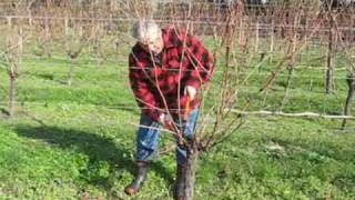 Grape pruning with Jaison Kerr of Kerr Farm Wine at Kumeu New Zealand [upl. by Asquith620]