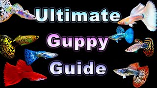 The Ultimate Guide to Guppy Care and Breeding [upl. by Warthman653]