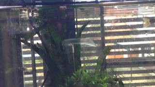 Aquarium Diary 18 Freshwater Barracuda Feeding time Ctenolucius hujeta [upl. by Robb427]