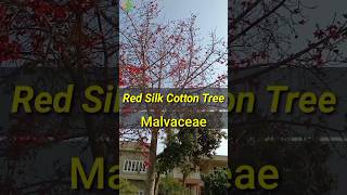 Cotton tree  Semal Tree [upl. by Eilsehc]