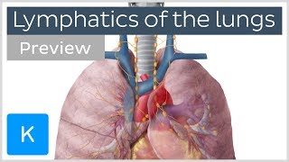 Lymphatics of the lungs lymph nodes and vessels preview  Human Anatomy  Kenhub [upl. by Yoshi]