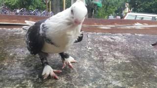 CLASSIC ORIENTAL FRILL BLACK LACED SATINETTE PIGEON [upl. by Ulland]