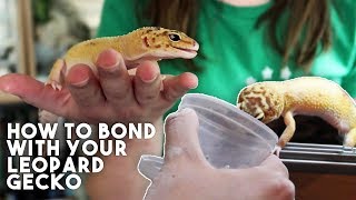 5 TIPS TO MAKE YOUR GECKO LOVE YOU [upl. by Nabru]