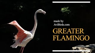 Greater Flamingo Phoenicopterus Roseus [upl. by Jason]