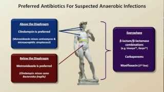 Antibiotics for Anaerobic Infections Antibiotics  Lecture 6 [upl. by Imnubulo1]