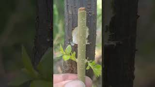 Easy Grafting Skills sharing plants grafting tree graft nature farming fruittrees yt [upl. by Nais]