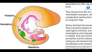 Urogenital formation  Embryology amp Biology  Made easy with Animation [upl. by Athalla]