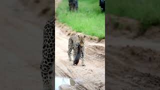 Leopard Captures Warthog Piglet [upl. by Edylc670]