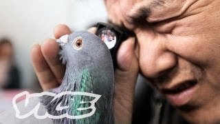 Chinas Millionaire Pigeon Racers Part 23 [upl. by Megan]