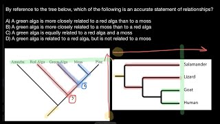 How to read Phylogenetic Tree Diagrams [upl. by Aisan]