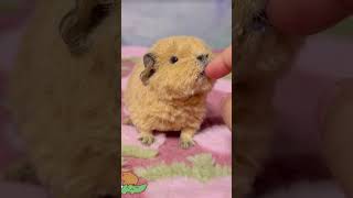 Is this mini capybara cute cute funny pets [upl. by Lanuk]