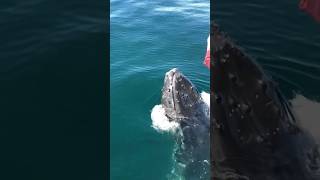 Throwing it back to one of our favorite Humpback Mugging moments 🐋🩵✨ humpback naturephotography [upl. by Parker]