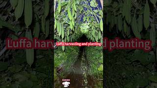 Loofah planting and harvest paddy field planting  build shelves crisp。 絲瓜種植與豐收：水田種植搭架子，脆嫩鮮綠，一摘一筐 [upl. by Janik]