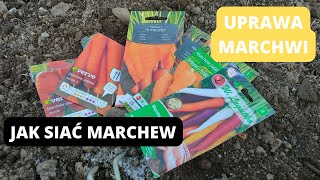 KIEDY SIAĆ MARCHEW Jak siać marchew Uprawa marchwi Warzywa korzeniowe marzec [upl. by Leahey708]