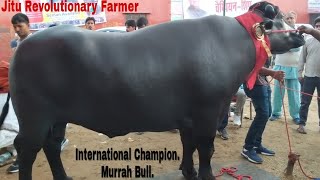 RUSTOM  GATOLI Champion Murrah Bull Calf are also Winners  Singhwa Khas Hisar Competition [upl. by Annerol]