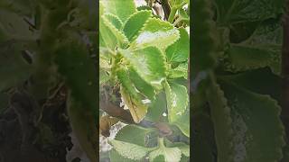 🪴🌿👩‍🌾Omavalli Plant shorts plants garden [upl. by Adni283]