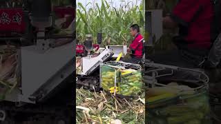 Corn Harvesting  Good Tools and Machinery Make the Job Easy [upl. by Roselane]