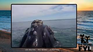 AVISTAJE DE BALLENAS  LAS GRUTAS [upl. by Damales]