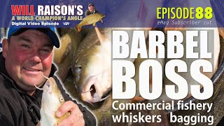 Summer BARBEL Pole Fishing Tips  Will Raison Fishing Westwood Lakes [upl. by Aikal]