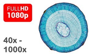 Under the microscope  Wood  Cross section  Full HD  1 [upl. by Nomyaw]