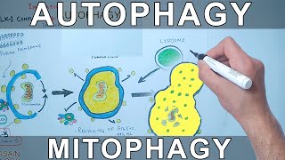 Autophagy Mechanism  Mitophagy [upl. by Sheridan215]