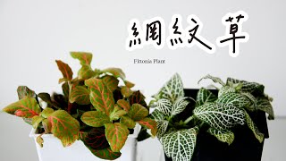 網紋草如何養護、扦插繁殖及悶養方法 Fittonia Plant care cutting propagation and greenhouse [upl. by Deedee]