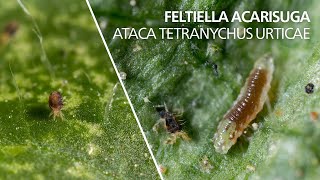 Feltiella acarisuga ataca Tetranychus urticae [upl. by Amihsat]