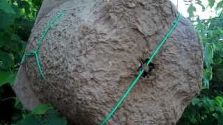 Huge Bee Swarm Captured in natural swarm trap by Durhams Bee Farm [upl. by Mistrot]