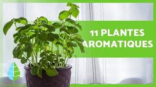 11 PLANTES AROMATIQUES DINTÉRIEUR 🌿 Usages et soins [upl. by Liss]