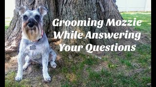 Grooming Mozzie amp Answering Your Questions  Schnauzer [upl. by Hsepid285]