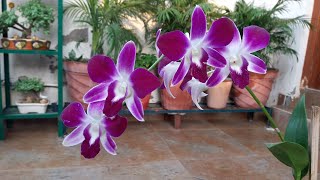 How to Care for Orchid Plant  Orchid Flower  Fun Gardening  31 Oct 2017 [upl. by Eveiveneg505]